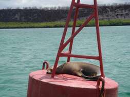 Image of Galapagos Sea Lion