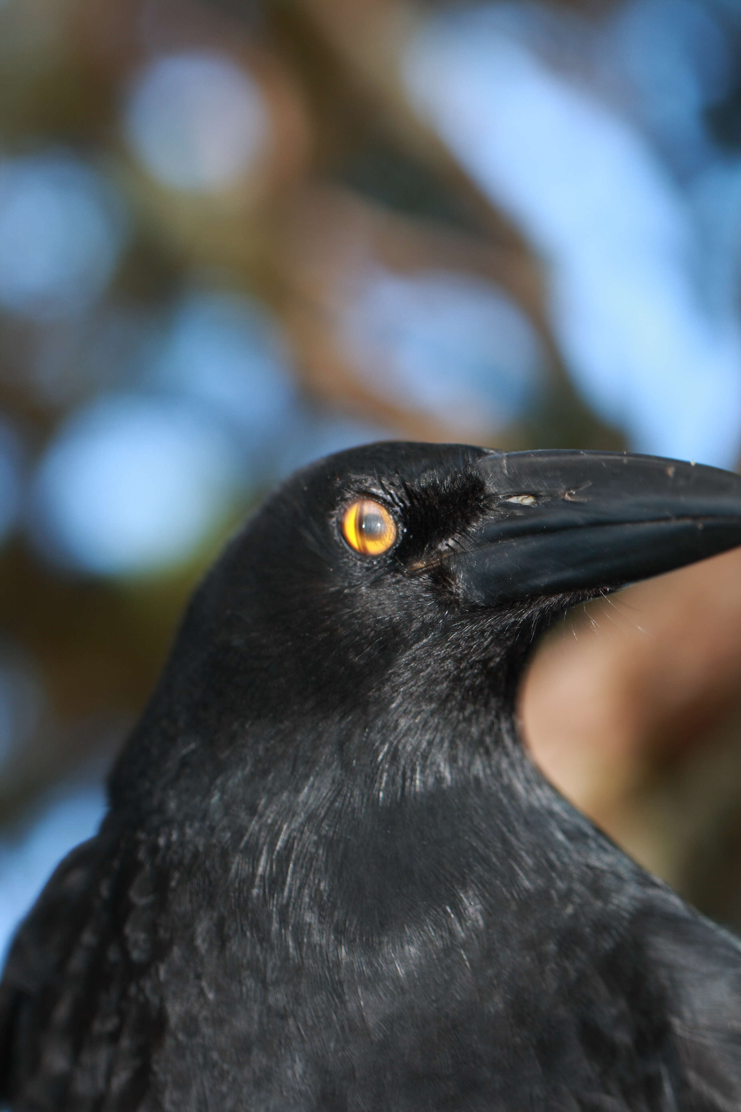 Image of Lord Howe currawong