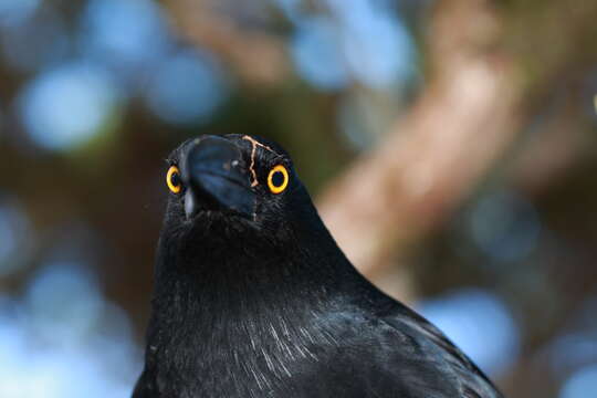 Image of Lord Howe currawong