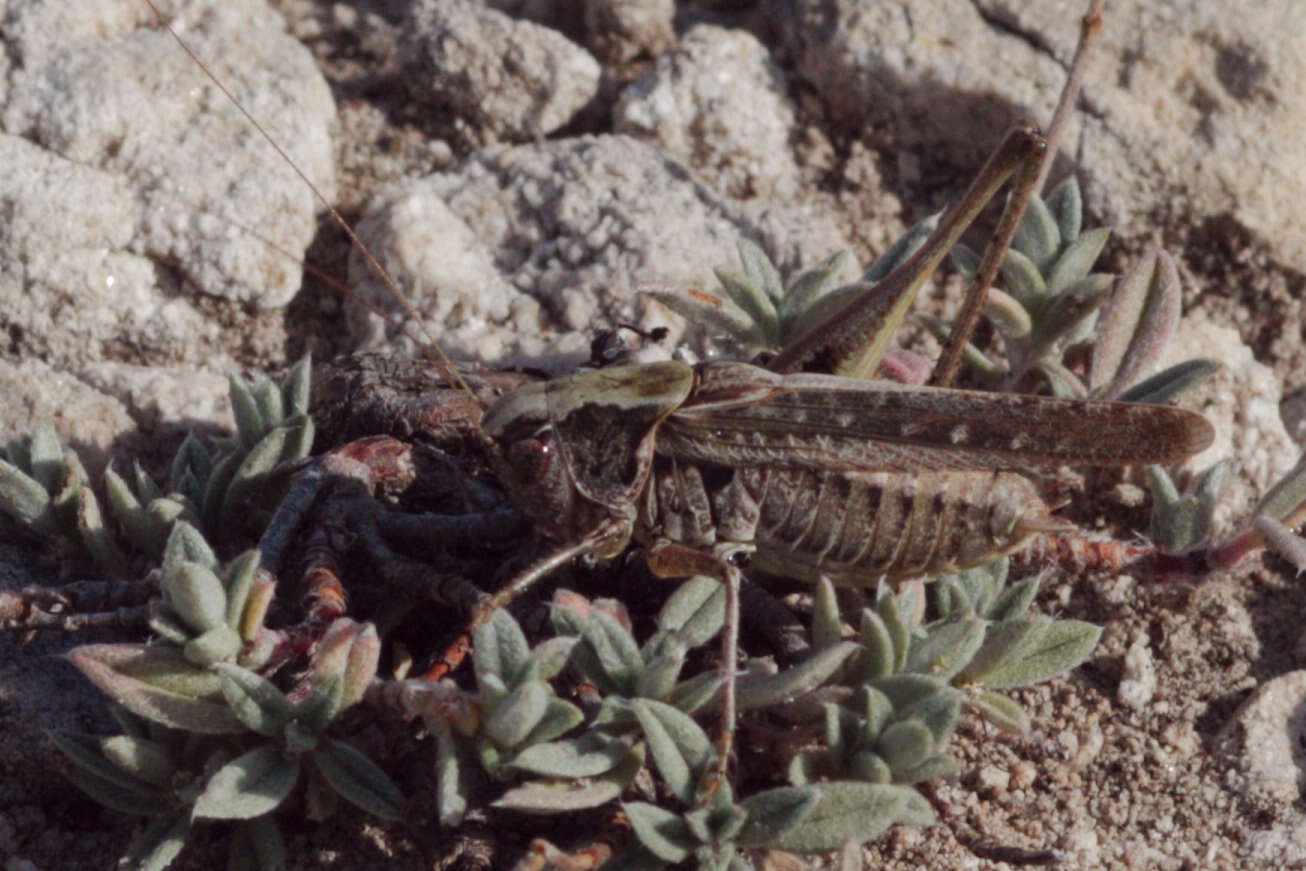 Plancia ëd Platycleis albopunctata (Goeze 1778)