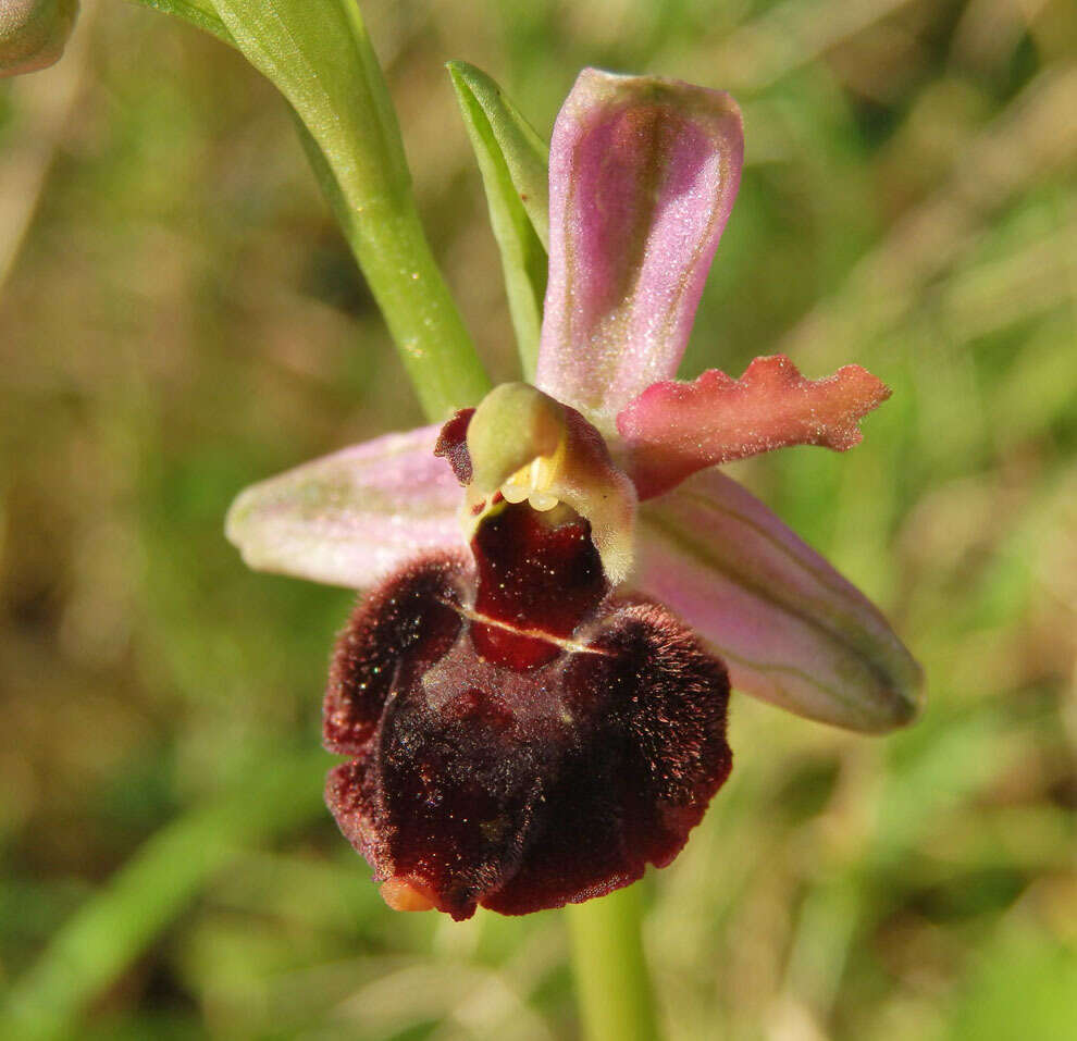 Image of Ophrys morisii (Martelli) G. Keller & Soó