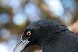 Image of Lord Howe currawong