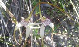 Image of Caladenia splendens Hopper & A. P. Br.