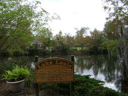 Image of Spanish moss