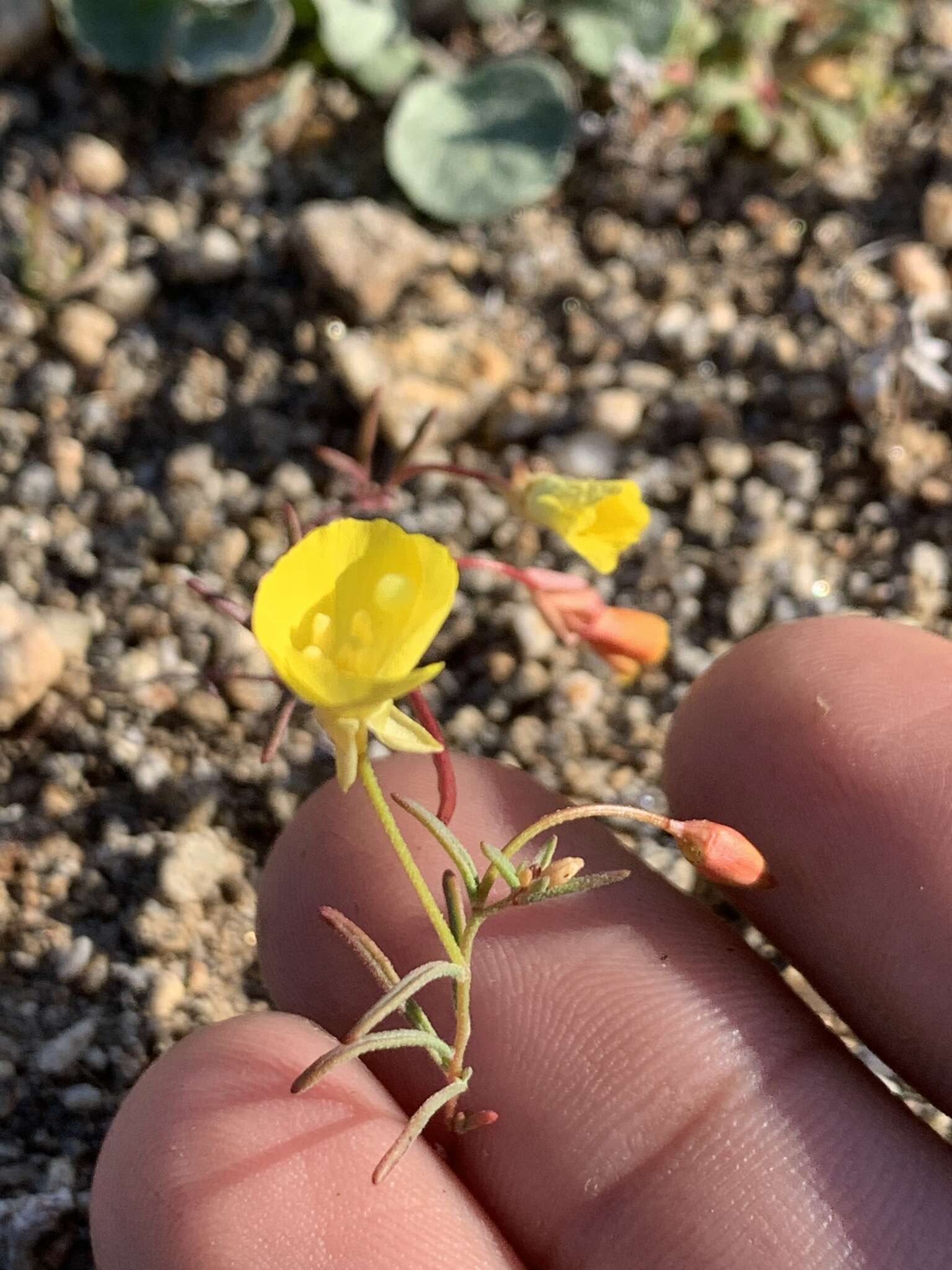 Image of Kern River evening primrose