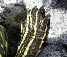 Image of slider turtle, red-eared terrapin, red-eared slider