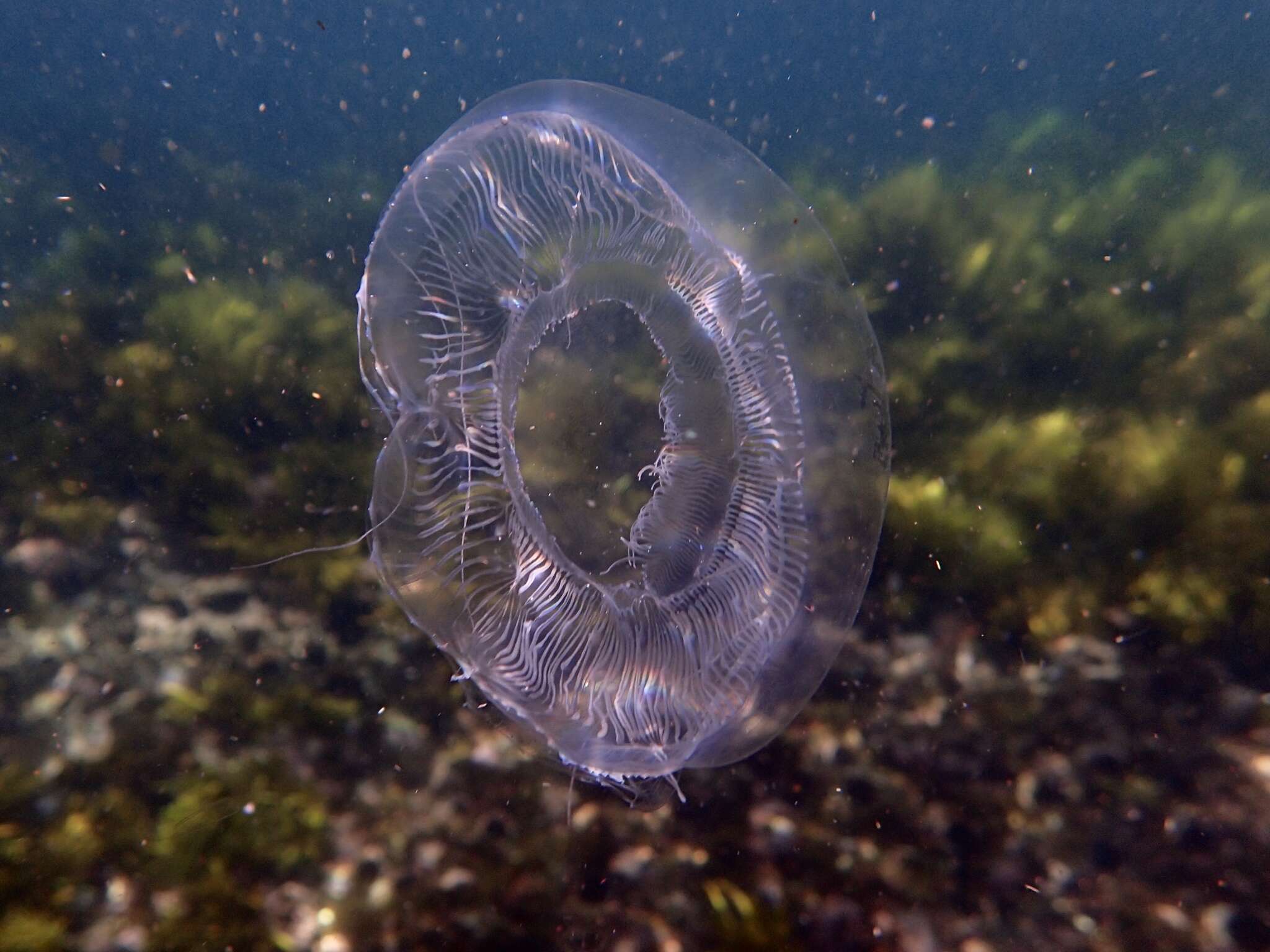 Image of Aequorea macrodactyla (Brandt 1835)