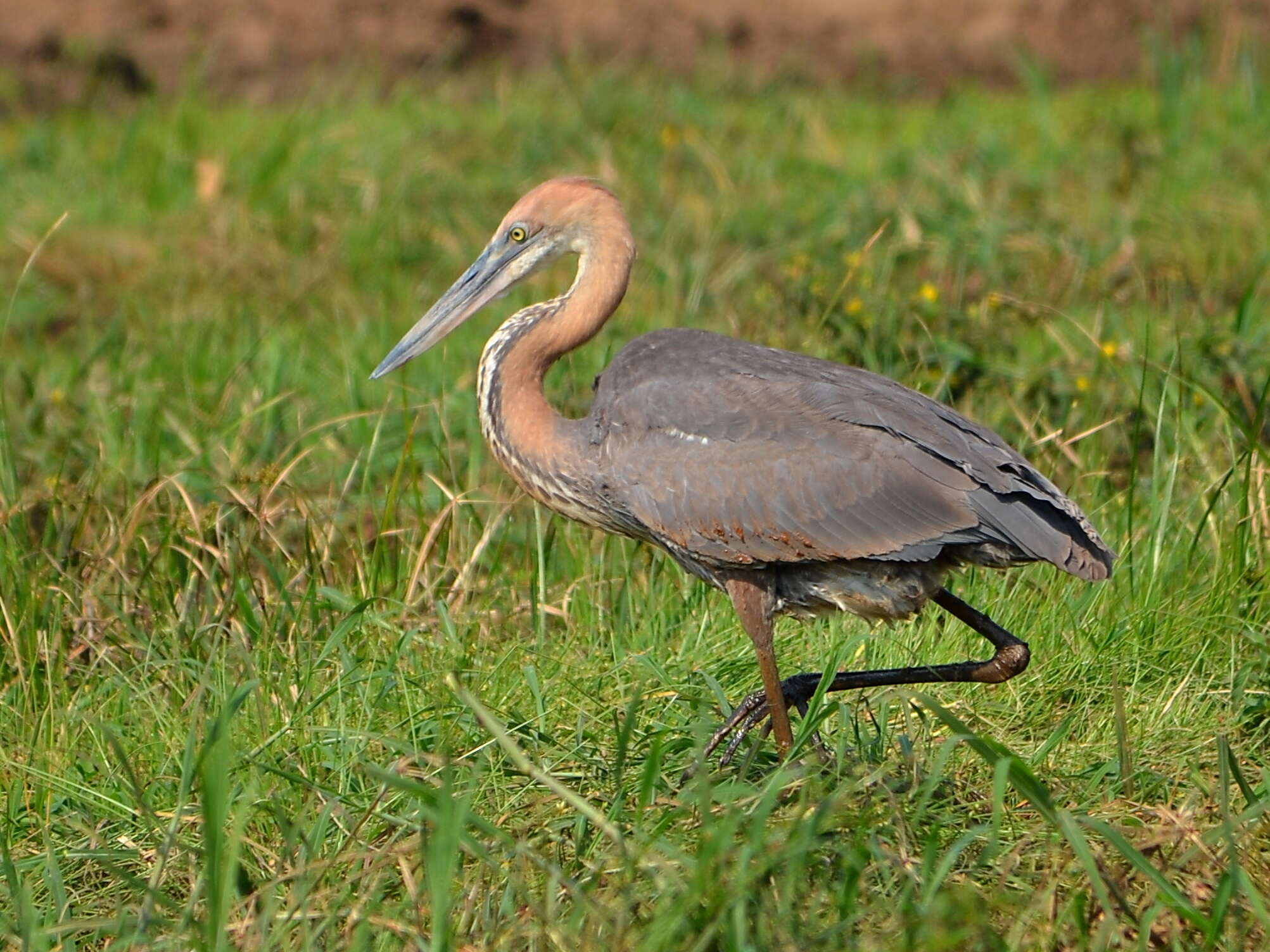 Image of Goliath Heron