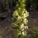 Слика од Pedicularis elongata A. Kerner