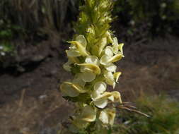 Слика од Pedicularis elongata A. Kerner