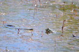 Image de Pelophylax bedriagae (Camerano 1882)