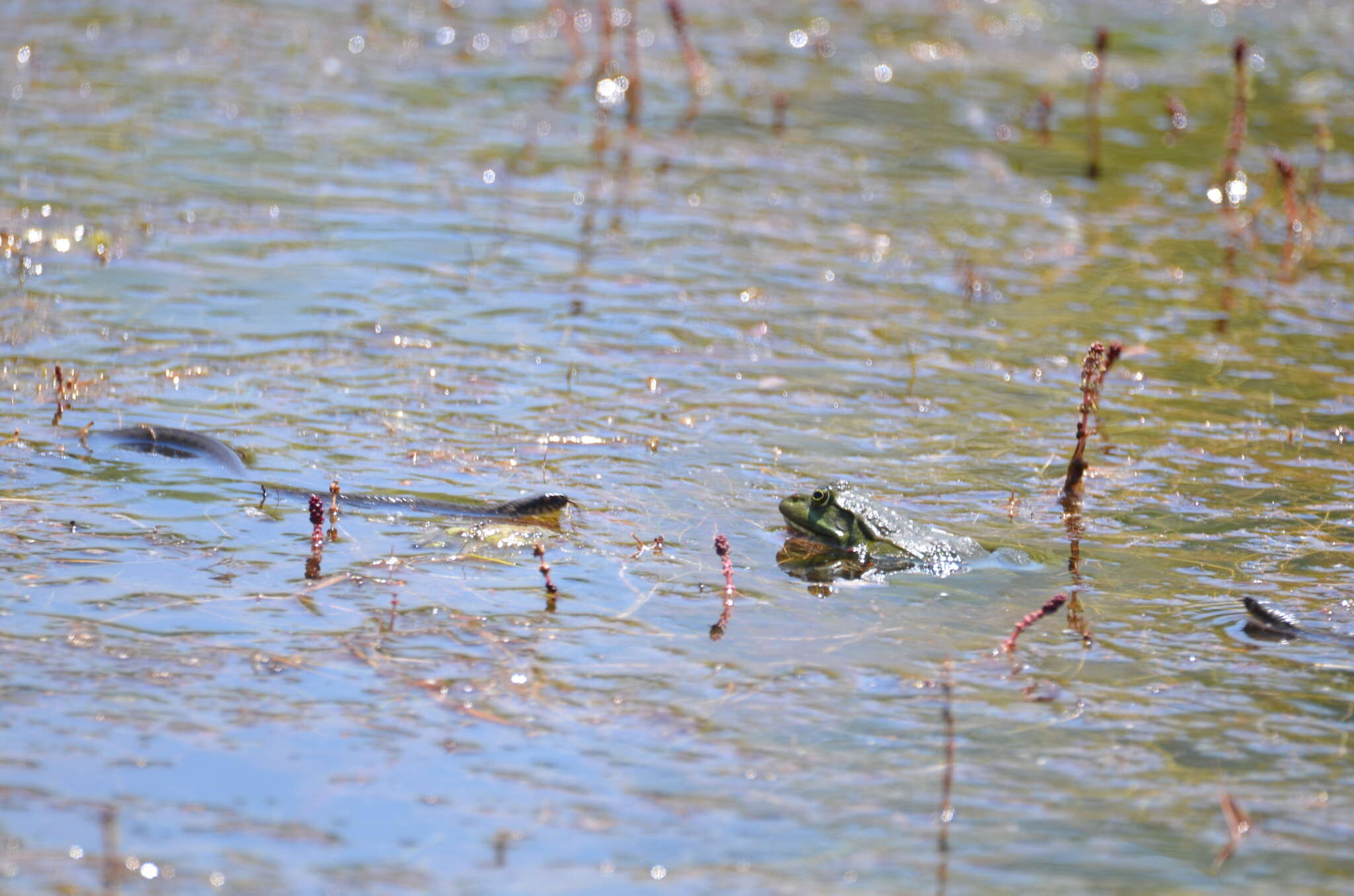 Image de Pelophylax bedriagae (Camerano 1882)