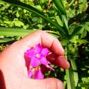 Imagem de Oxalis arenaria Bert.