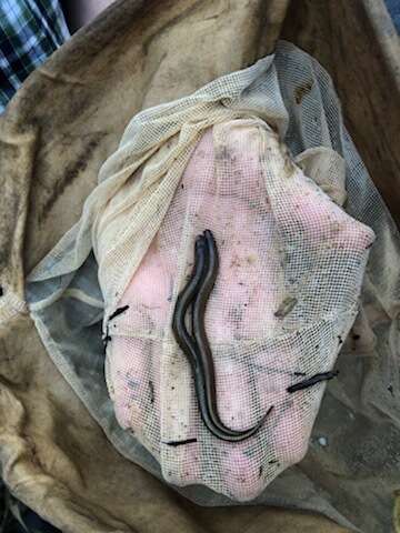 Image of Southern brook lamprey