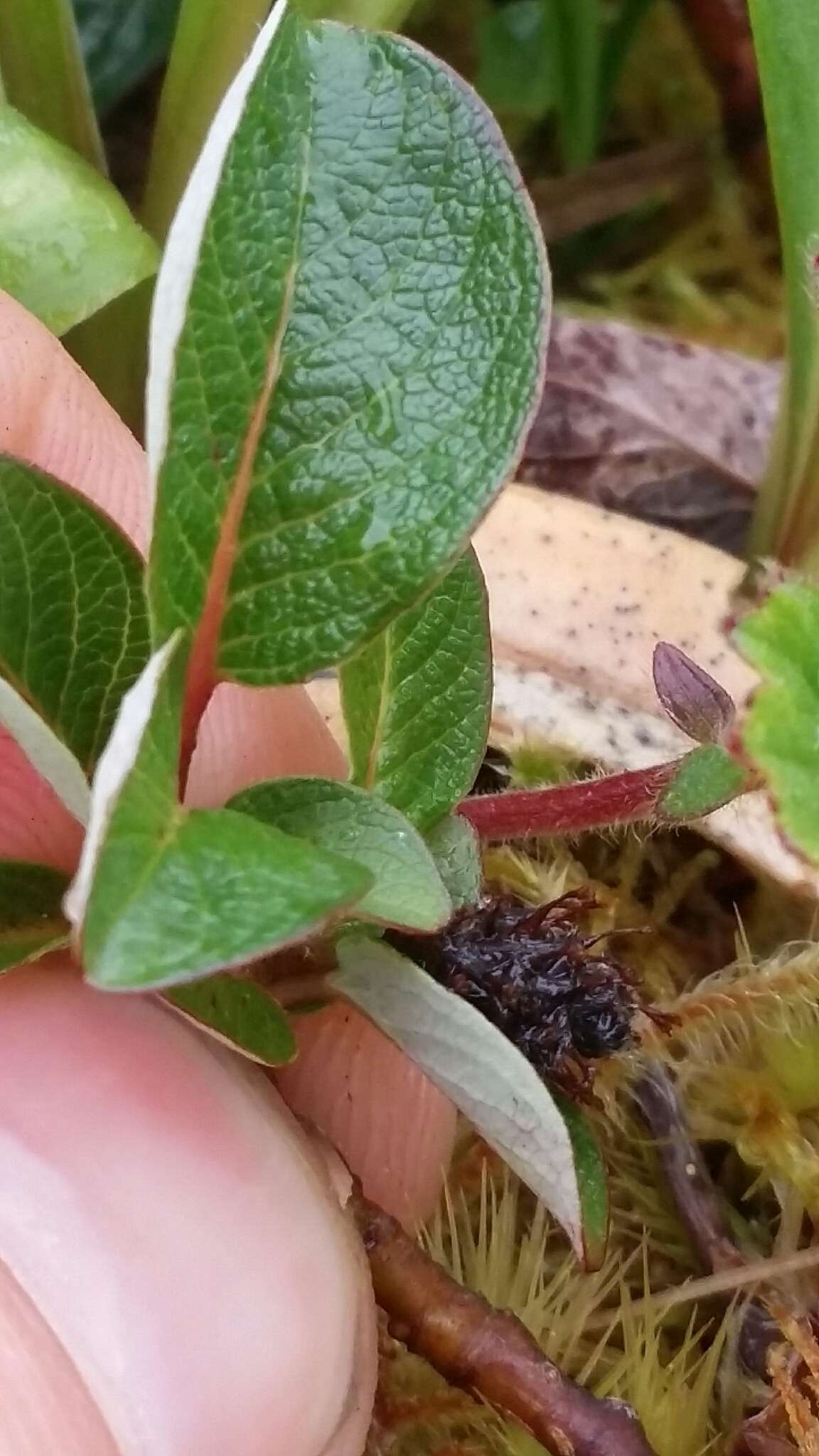 Image of sprouting leaf willow