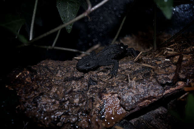 Tylototriton wenxianensis Fei, Ye & Yang 1984 resmi