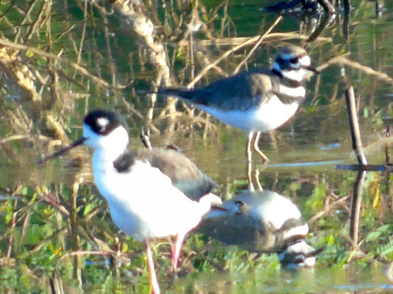 Image of Killdeer