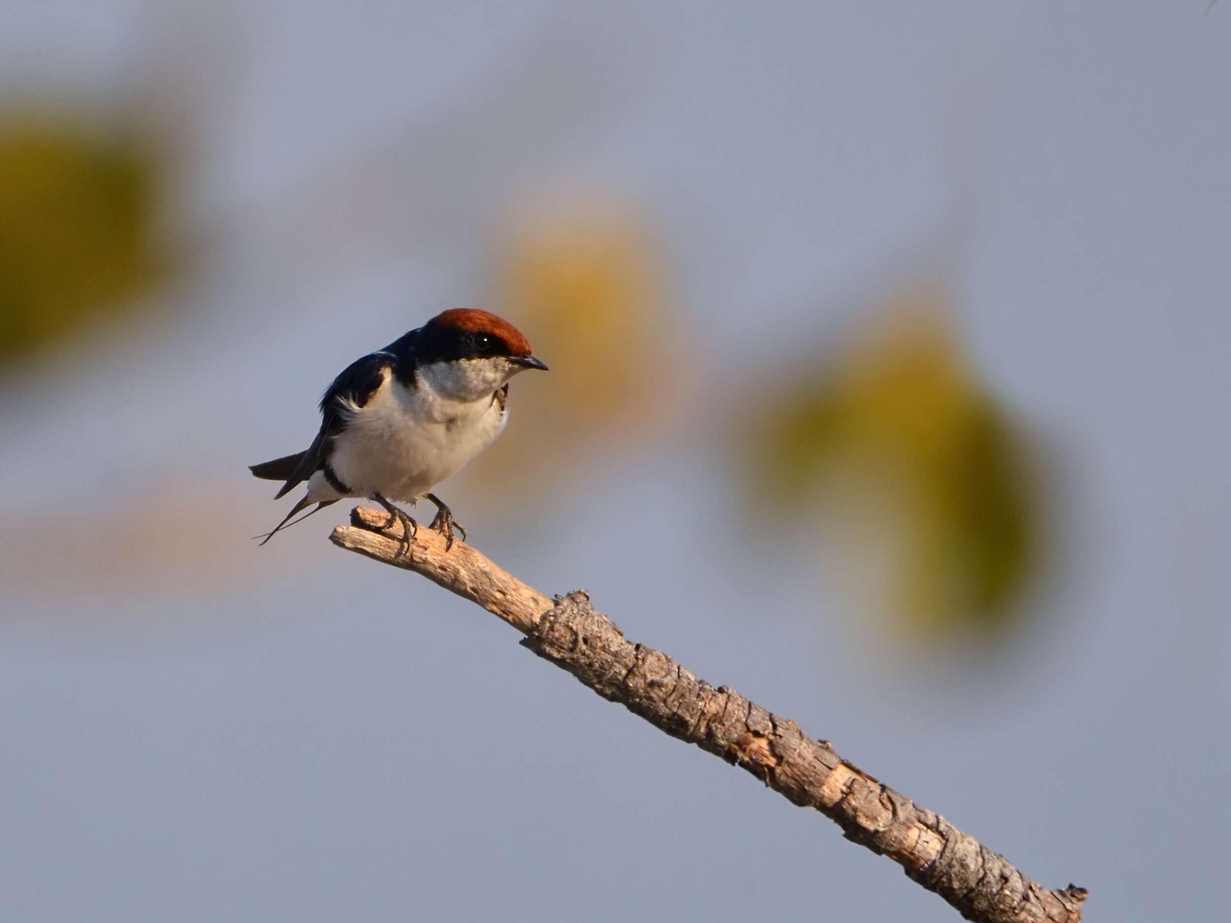 Hirundo smithii Leach 1818 resmi