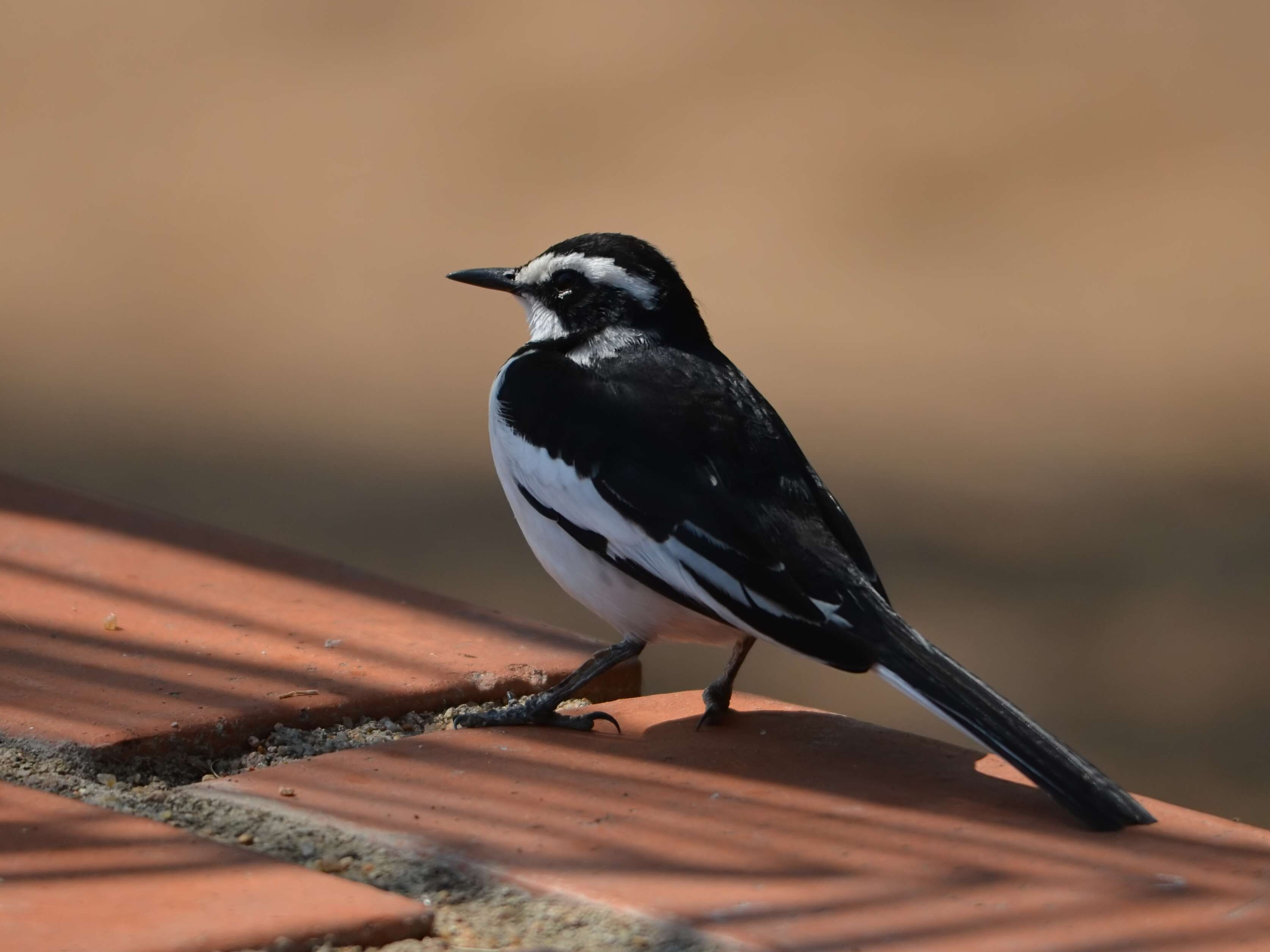 Image of African Pied Wagtail