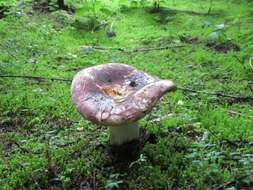 Plancia ëd Russula alutacea (Fr.) Fr. 1838