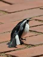 Image of African Pied Wagtail