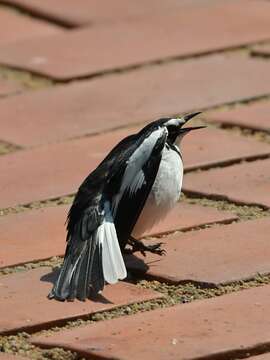 Image of African Pied Wagtail