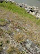 صورة Bothriochloa ischaemum (L.) Keng