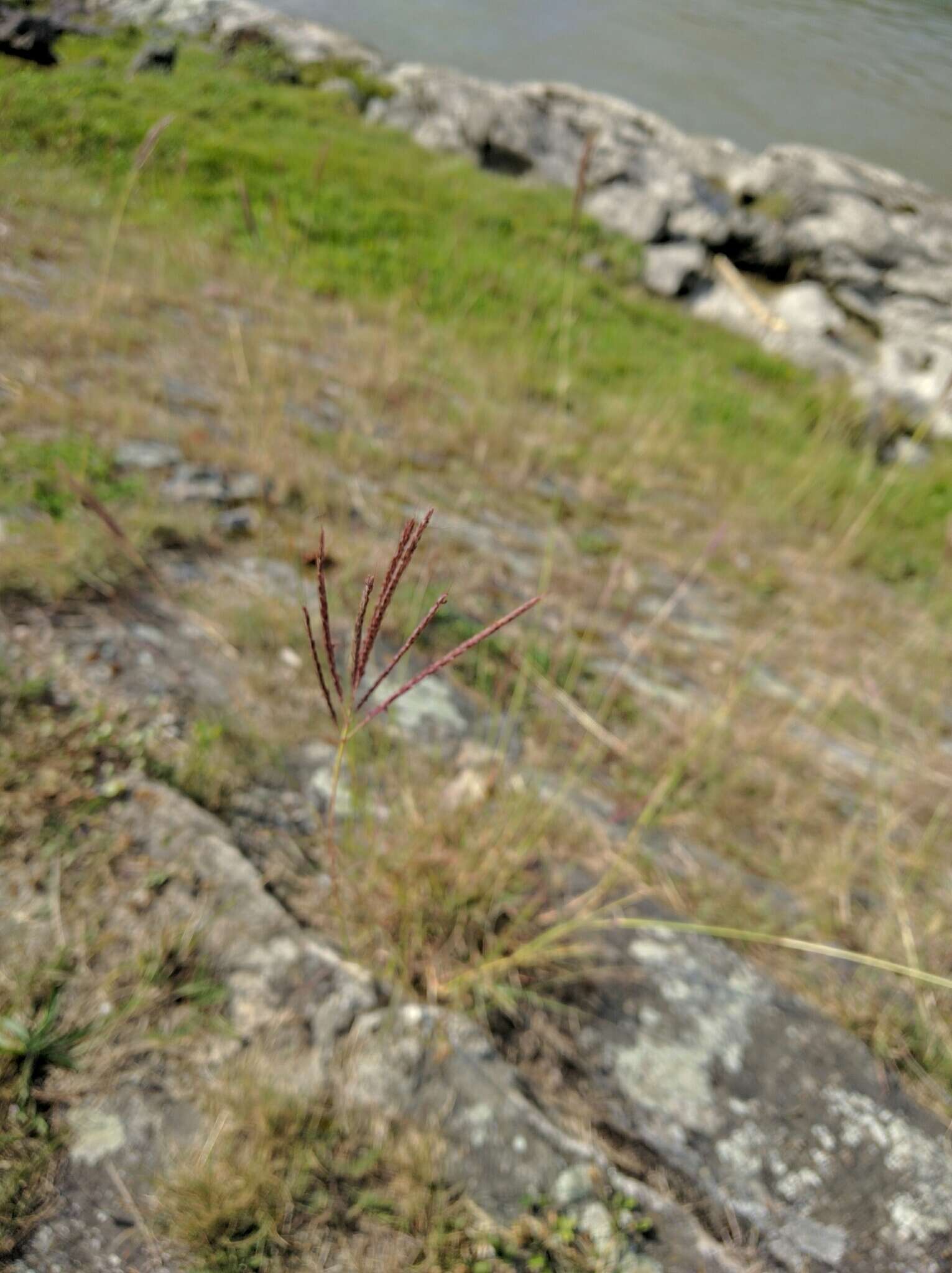 Image of yellow bluestem