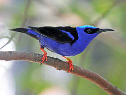 Image of Honeycreeper