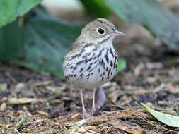 Image of Seiurus Swainson 1827