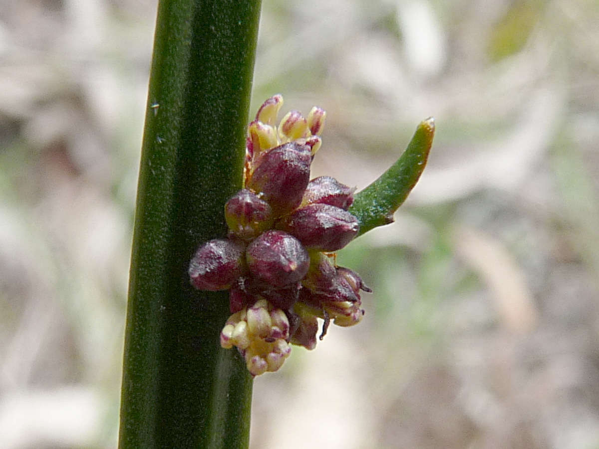 Image of Amperea xiphoclada var. xiphoclada