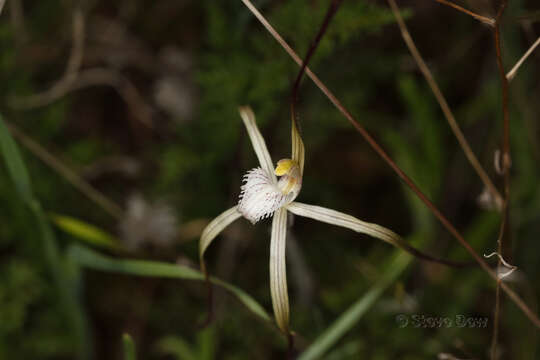 Image of Yellow spider orchid