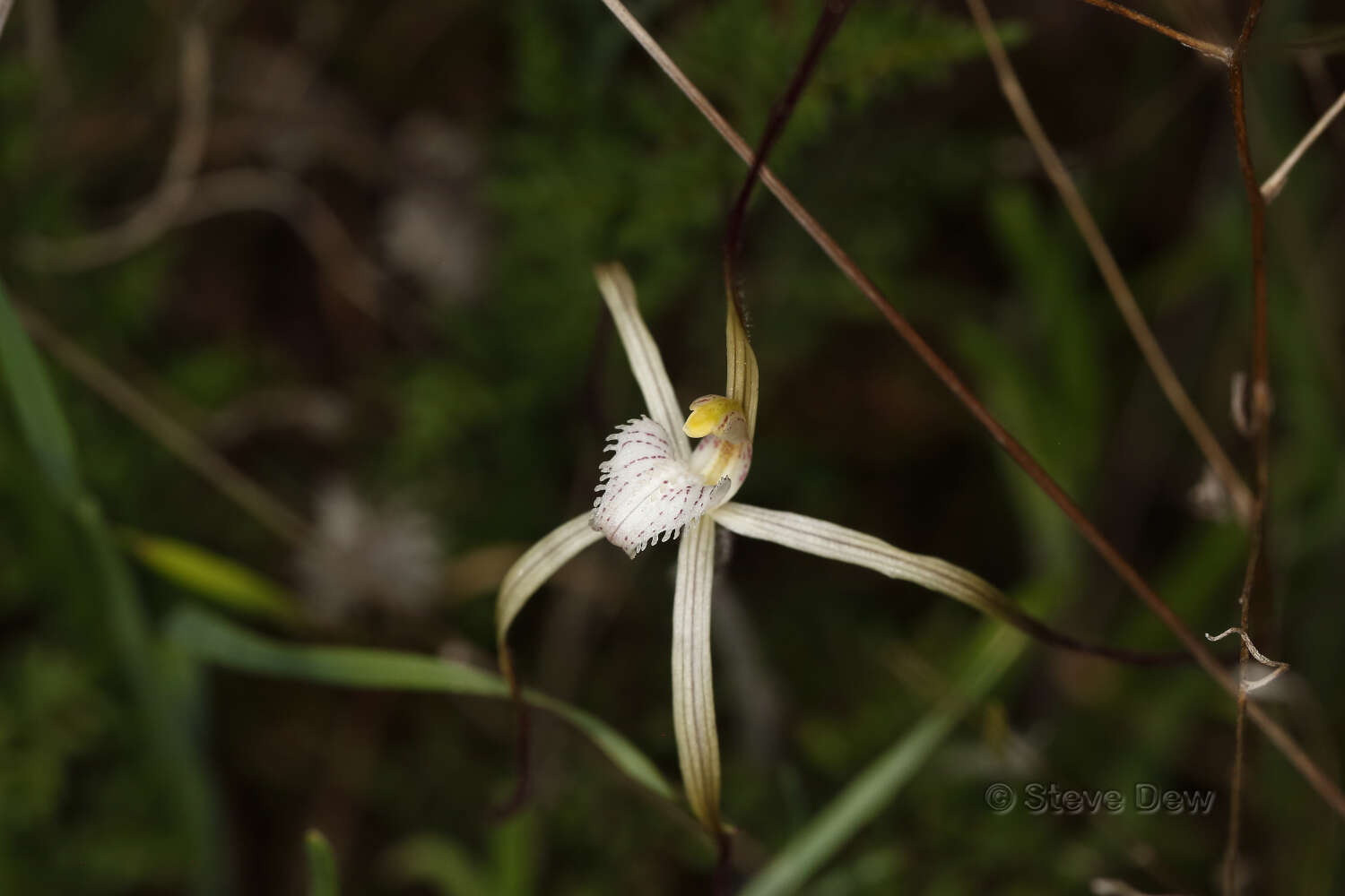 Image of Yellow spider orchid