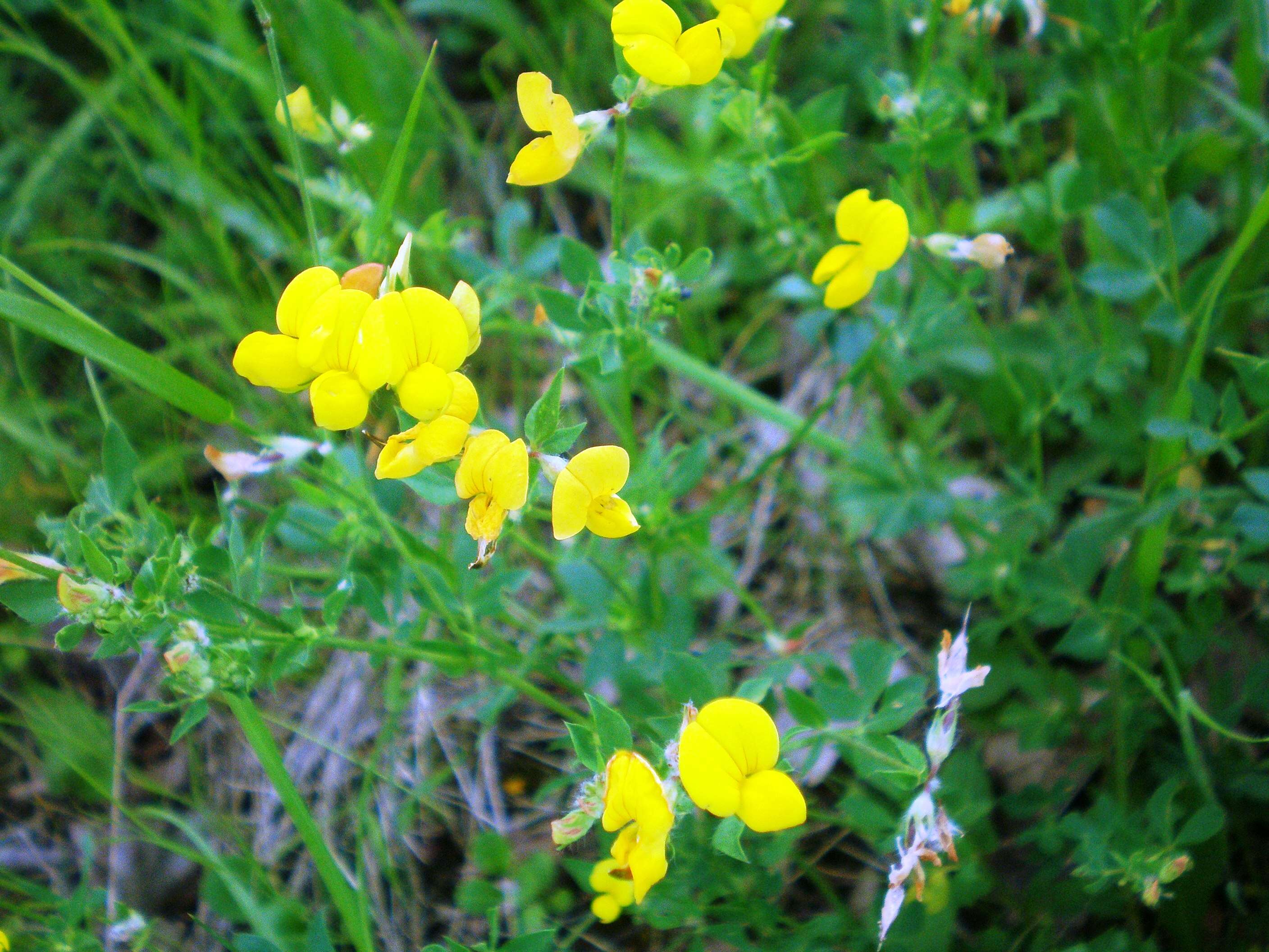 Image of Common Bird's-foot-trefoil