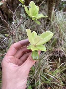 Image of Kauai Colicwood