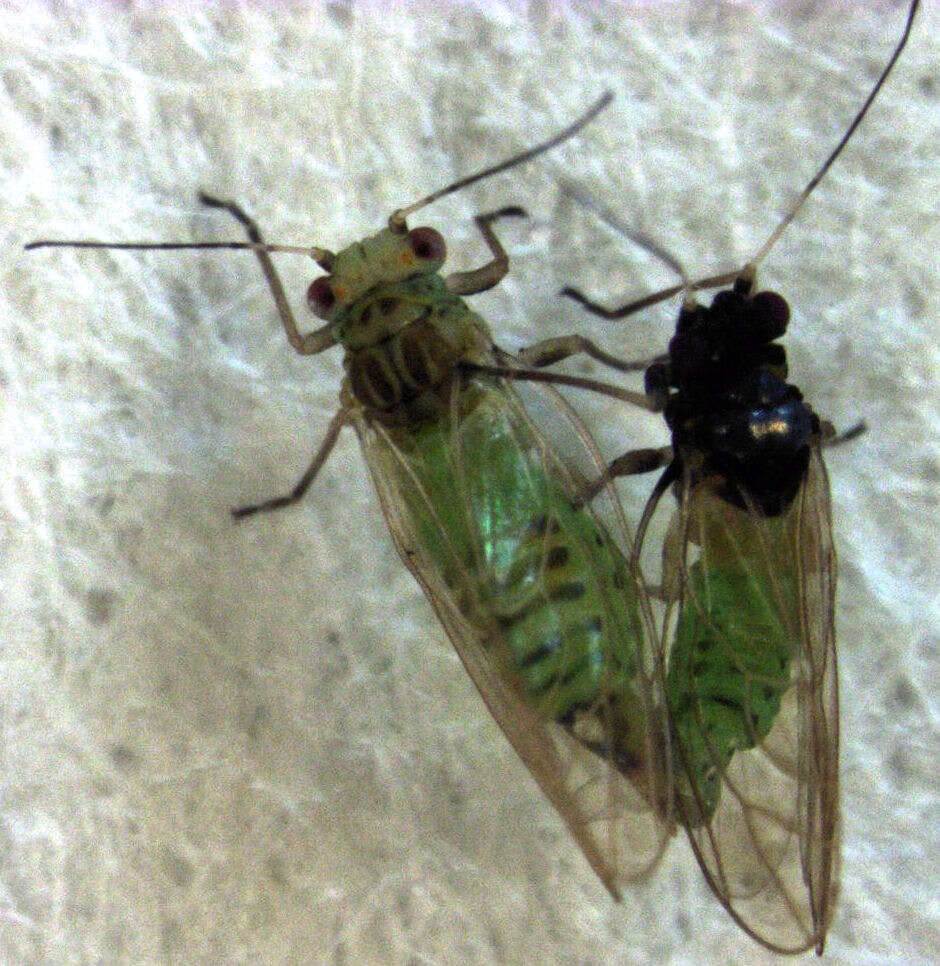 Image of Acizzia solanicola Kent & Taylor 2010