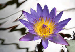 Image of waterlily