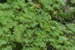 Image of schistostega moss