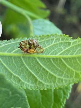 Image of Oeda (Oedacanthus) informis Westwood