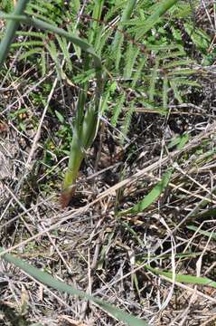 Image of slender false garlic