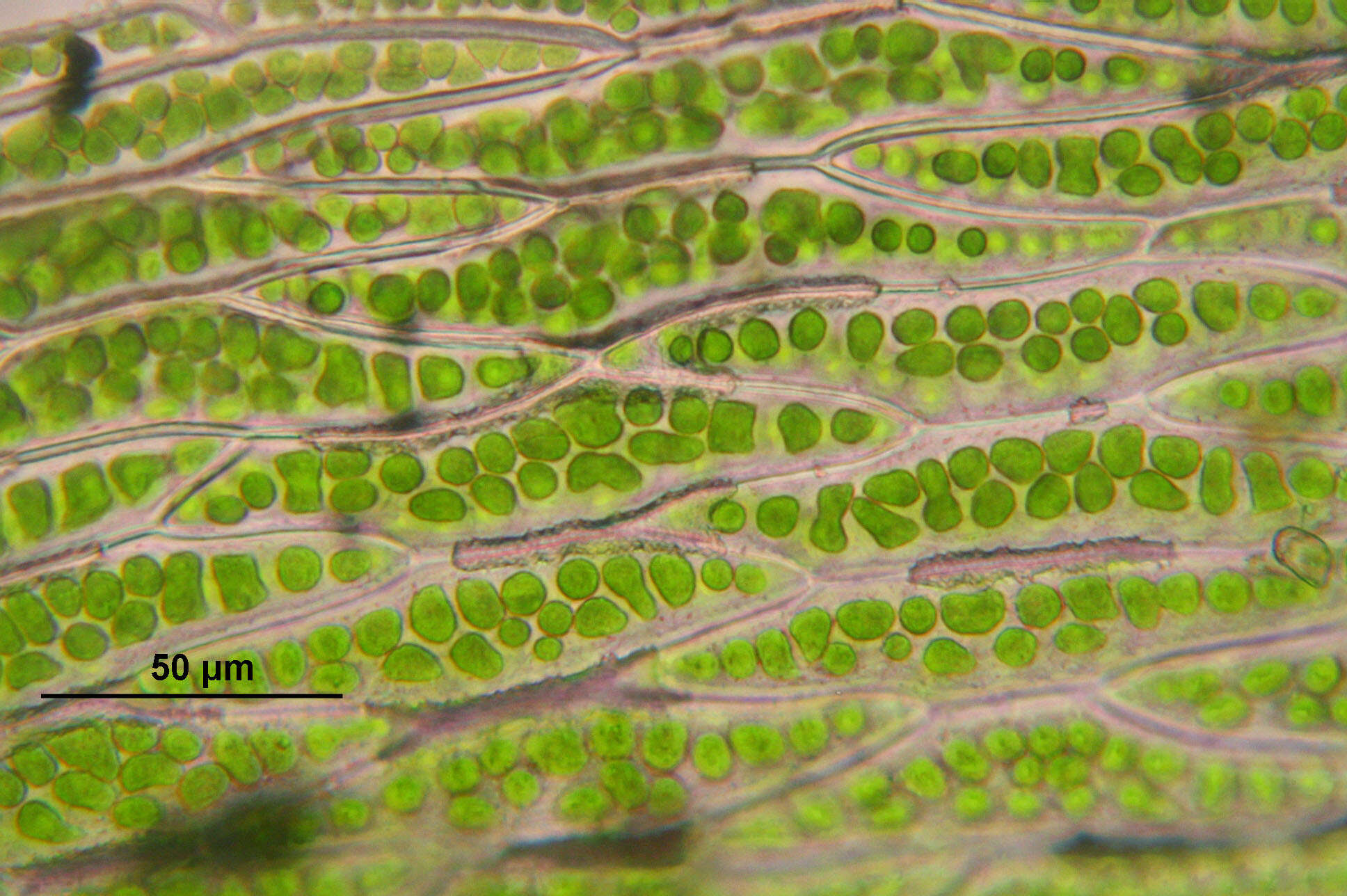 Image of schistostega moss