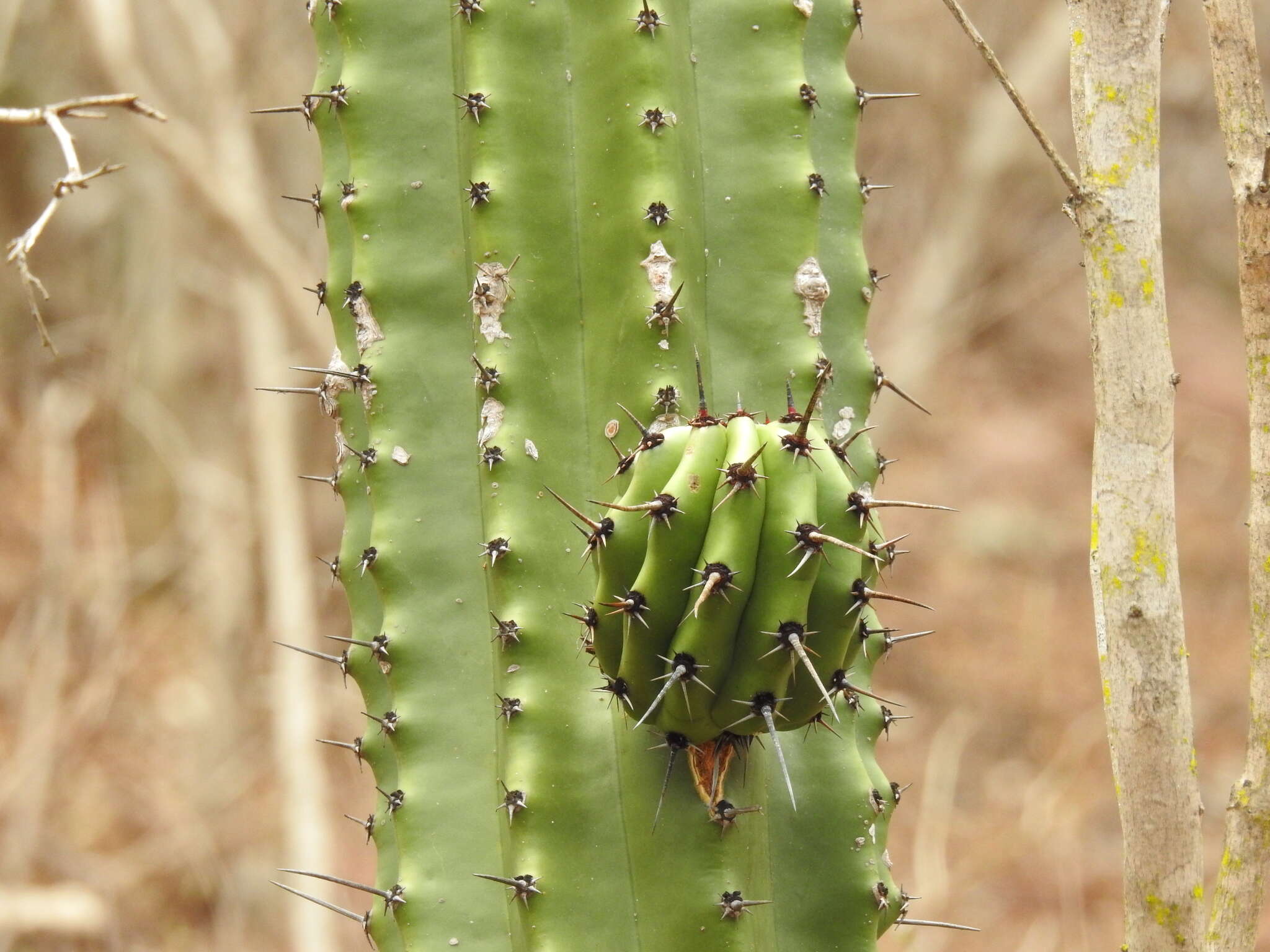 Stenocereus martinezii (J. G. Ortega) Buxb.的圖片