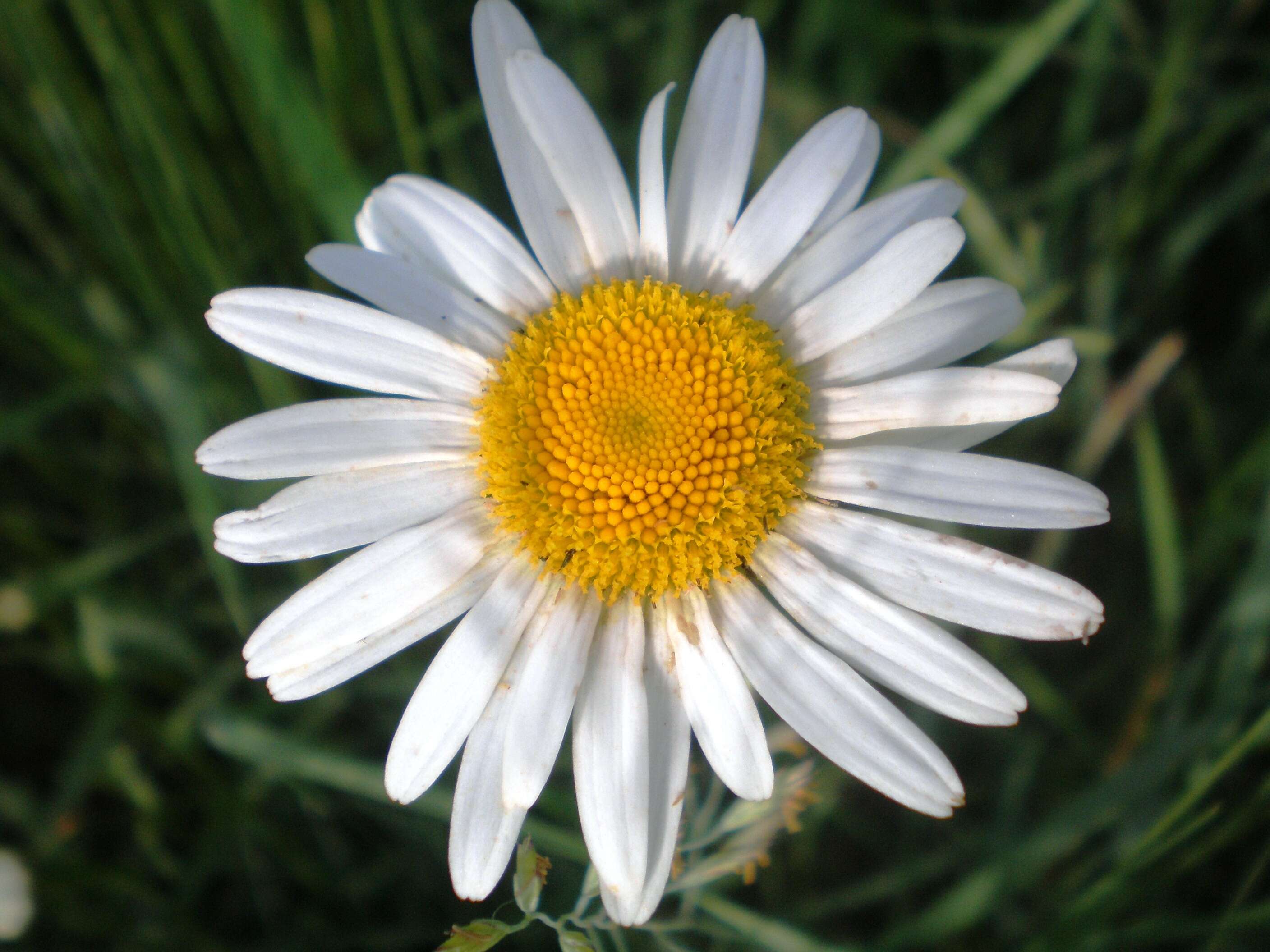 Image of Oxeye Daisy