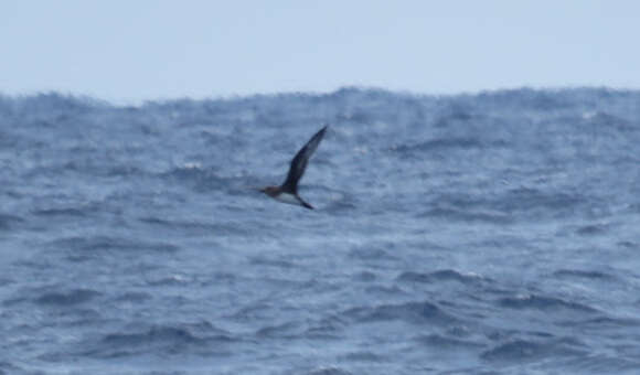 Image of Herald Petrel