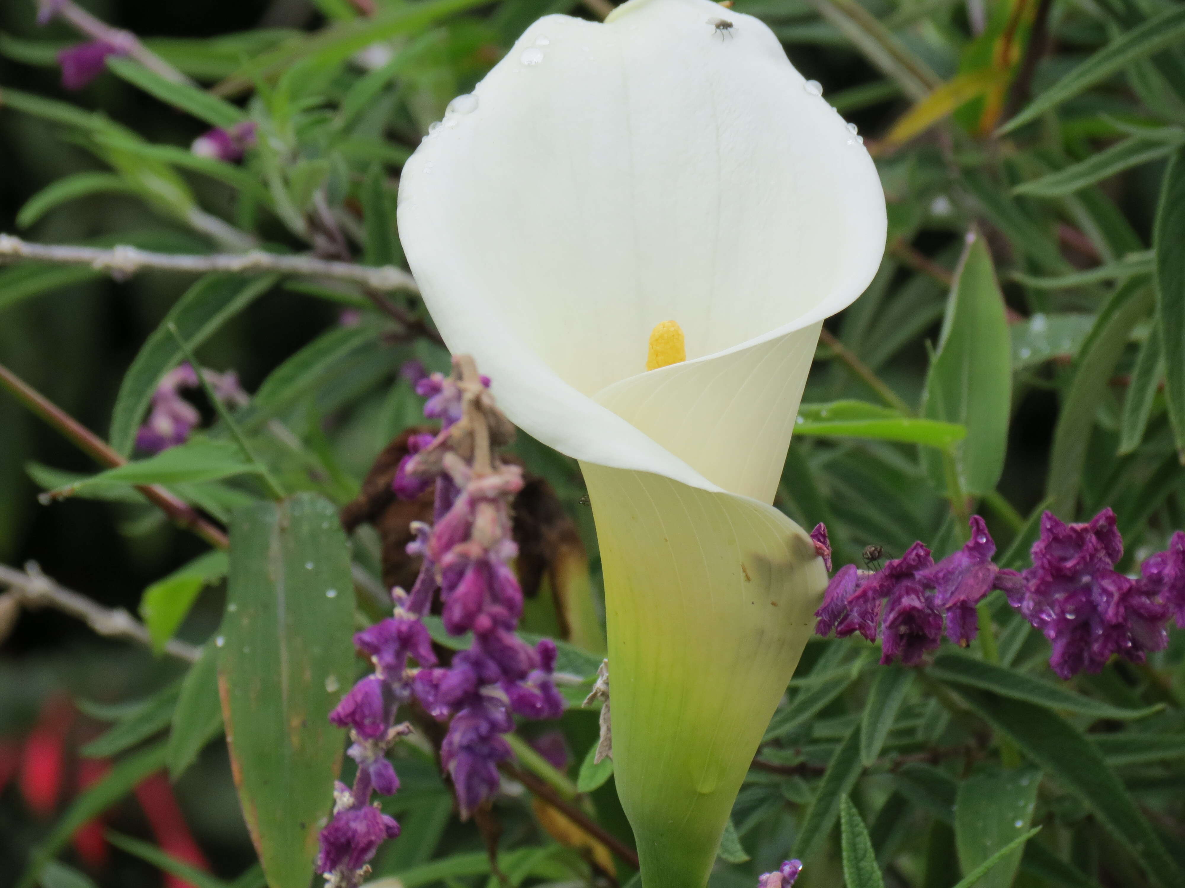 Image of Arum lily