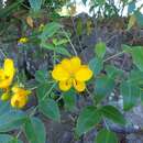 Senna floribunda (Cav.) H. S. Irwin & Barneby resmi