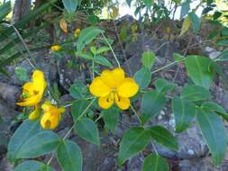 Plancia ëd Senna floribunda (Cav.) H. S. Irwin & Barneby