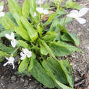 Imagem de Viola betonicifolia var. albescens (Nakai) Maekawa & Hashimoto