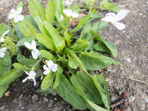 Image de Viola betonicifolia var. albescens (Nakai) Maekawa & Hashimoto