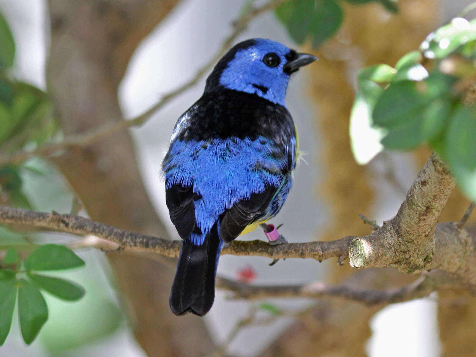 Image of Turquoise Tanager